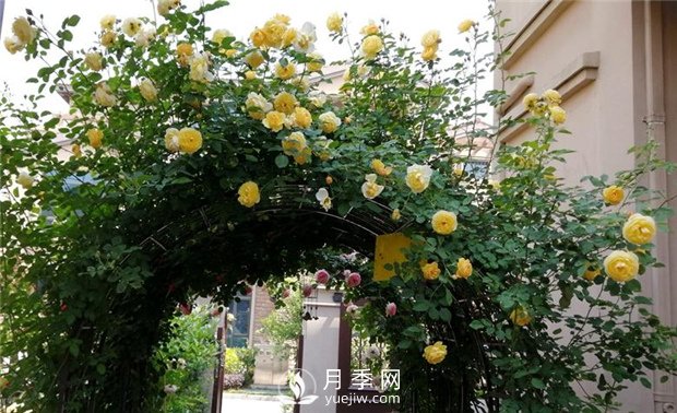 苗木養(yǎng)護(hù)，詳細(xì)的『植物根部』知識普及！(圖1)