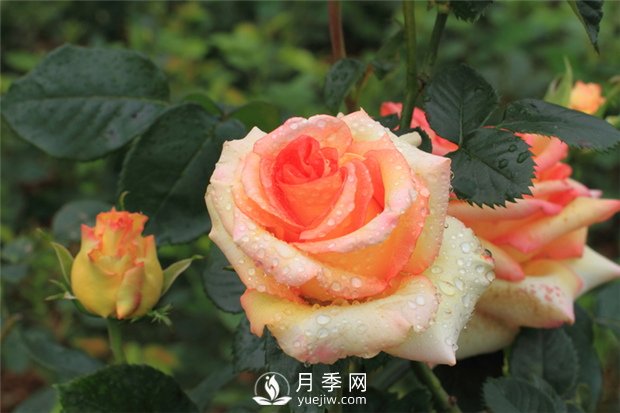 月季是怎么繁殖的？5種月季的繁殖方法(圖1)