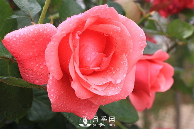 月季花在春季和秋季有什么區(qū)別？(圖1)