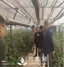 玉溪市開展國家級(jí)月季鮮切花 高效無土栽培標(biāo)準(zhǔn)化示范區(qū)中期檢查(圖1)