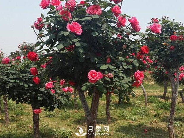 樹狀月季盲枝的原因主要是什么？(圖1)