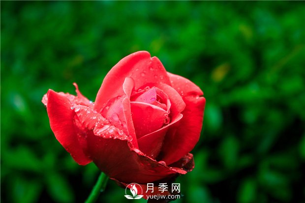 怎樣養(yǎng)殖大花月季？有什么技巧？(圖1)