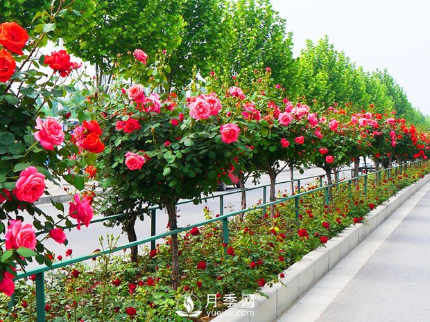 月季開花后，樹狀月季應該這么做！(圖1)