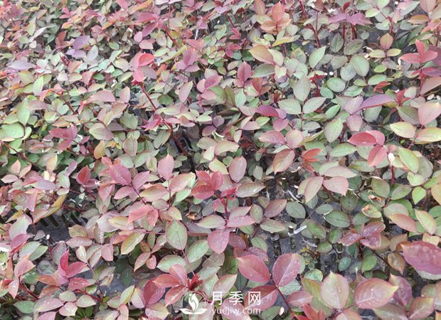 到商場購買月季小苗的留意事項(xiàng)(圖1)