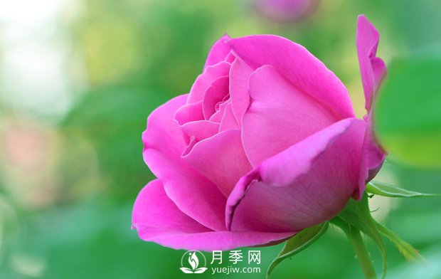 月季的形態(tài)特征是怎樣的？(圖1)