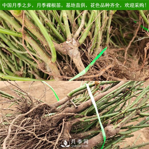 月季裸根苗收到后怎么種？(圖1)