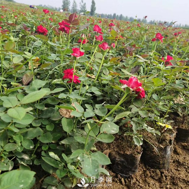 盆栽月季花的栽培管理技術要點有哪些？(圖1)