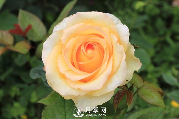 大花月季種植水肥如何管理？(圖1)