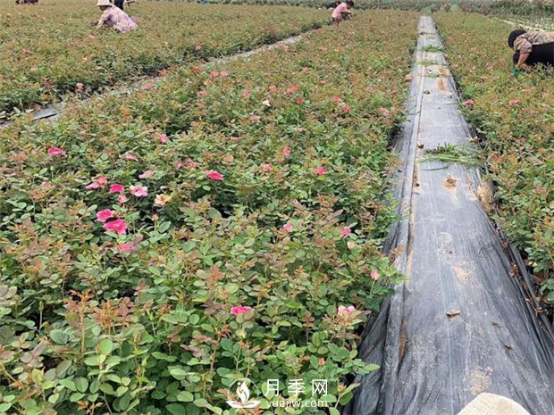 盆栽月季該怎么整形修剪？(圖1)