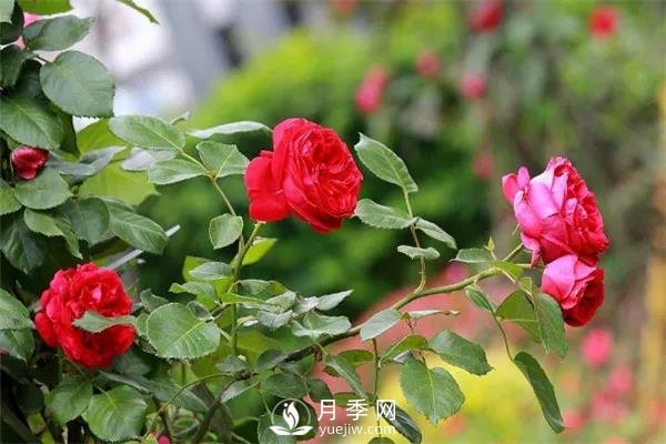 微月和藤本和灌木月季的區(qū)別，超容易分辨！(圖1)