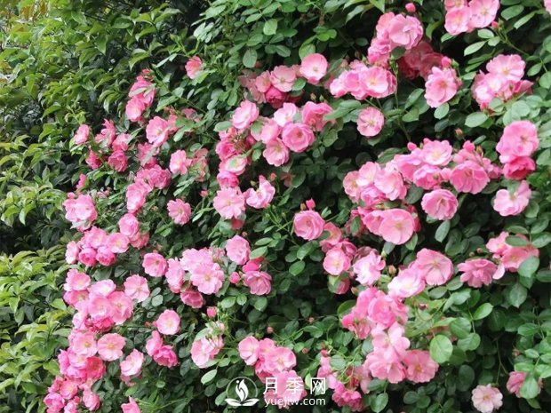 藤本月季的幾個(gè)錯(cuò)誤方法，生長(zhǎng)階段要注意(圖1)