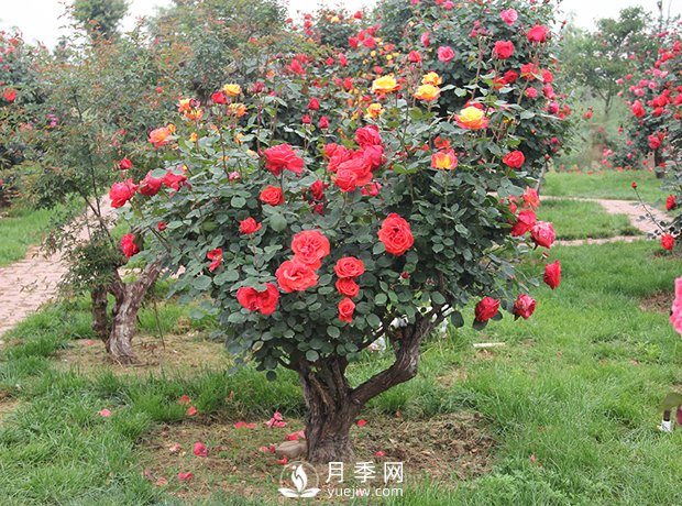 樹樁盆景的制作方法，樹樁盆景月季制作教程(圖3)