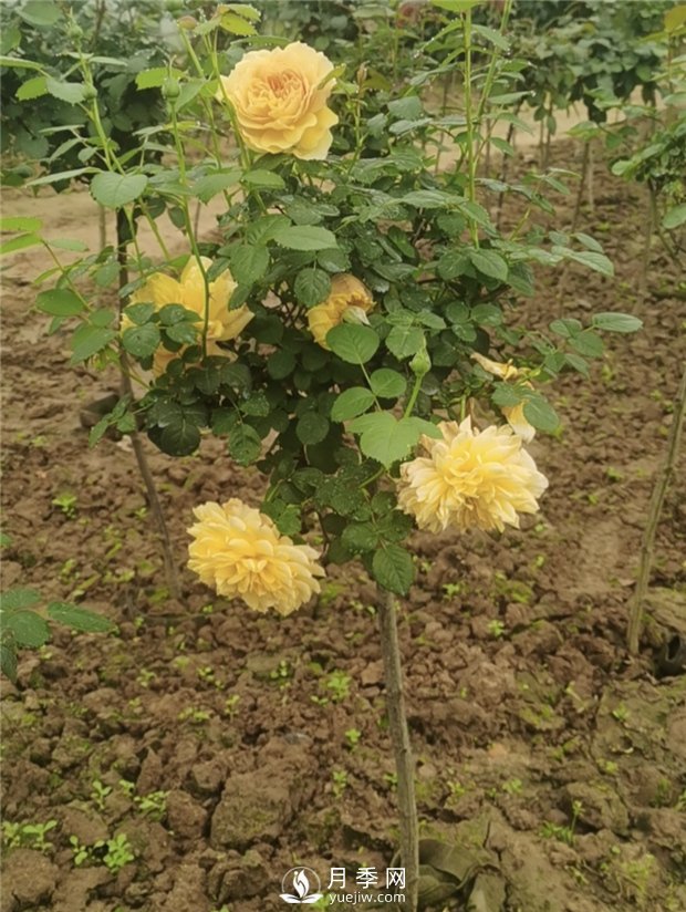 南陽小青桿月季批發(fā)，品種豐富花色多(圖3)