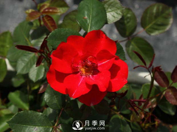 豐花月季品種有哪些？哪個(gè)品種比較好？(圖2)