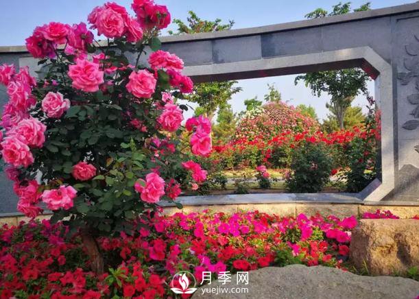 壽光中華月季園：三月春風暖 月季養(yǎng)護忙(圖1)