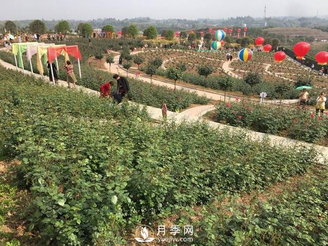 四川自貢月季花海盛放迎客 百萬(wàn)株月季吸引近萬(wàn)市民打卡(圖3)