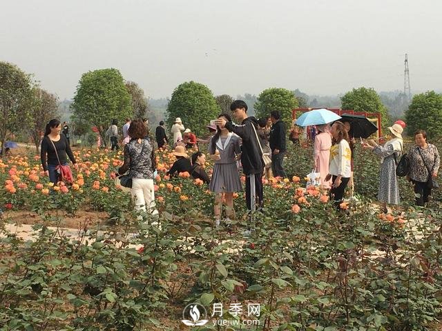 四川自貢月季花海盛放迎客 百萬(wàn)株月季吸引近萬(wàn)市民打卡(圖4)