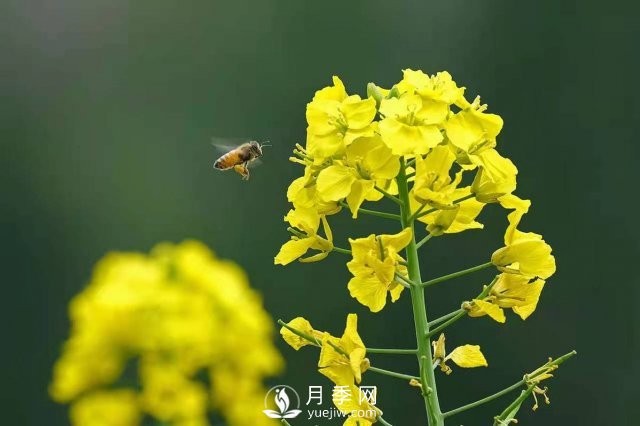 云南曲靖：羅平八十萬(wàn)畝油菜花開(kāi)春滿園(圖2)