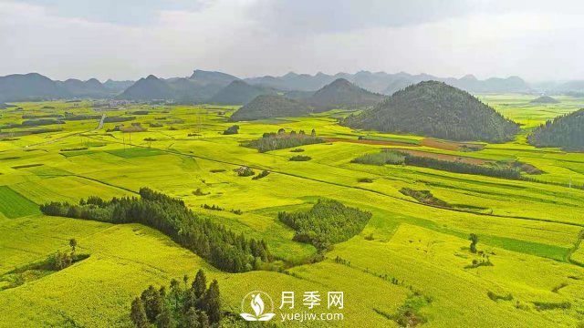 云南曲靖：羅平八十萬(wàn)畝油菜花開(kāi)春滿園(圖3)