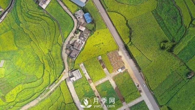 云南曲靖：羅平八十萬(wàn)畝油菜花開(kāi)春滿園(圖1)