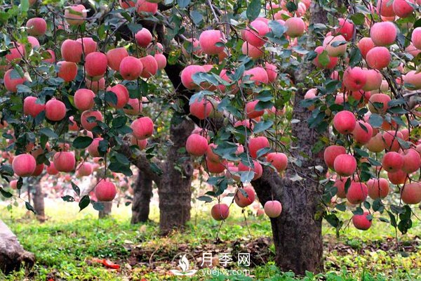 什么是果樹的枝干比、枝葉比、葉果比和產(chǎn)出比？(圖1)