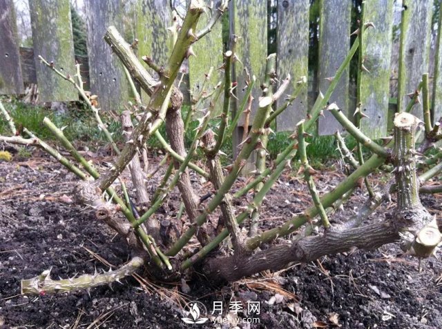養(yǎng)月季花要會修剪，花朵彩繪越來越多(圖3)