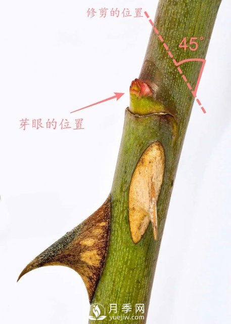 養(yǎng)月季花要會修剪，花朵彩繪越來越多(圖4)