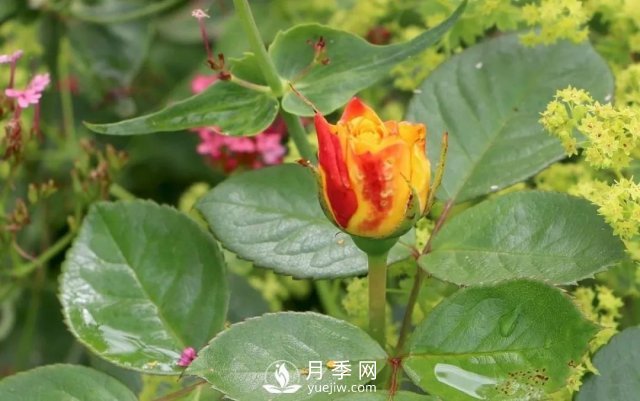 養(yǎng)月季花要會修剪，花朵彩繪越來越多(圖2)