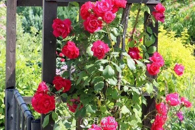 養(yǎng)月季花要會修剪，花朵彩繪越來越多(圖1)