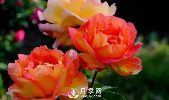 4月養(yǎng)月季需要4點，避免畸形，養(yǎng)出漂亮的月季花(圖1)