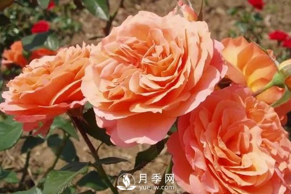 4月養(yǎng)月季需要4點，避免畸形，養(yǎng)出漂亮的月季花(圖3)