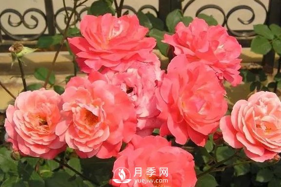 4月養(yǎng)月季需要4點，避免畸形，養(yǎng)出漂亮的月季花(圖2)
