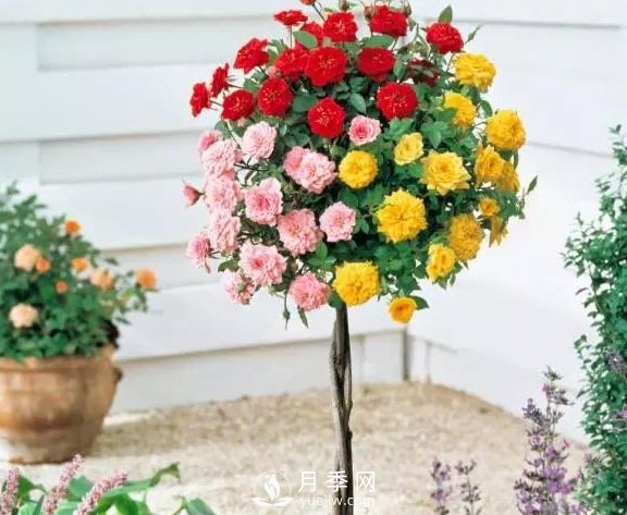 青島路邊月季美化，月季花比拳頭大，原來是樹狀月季(圖2)