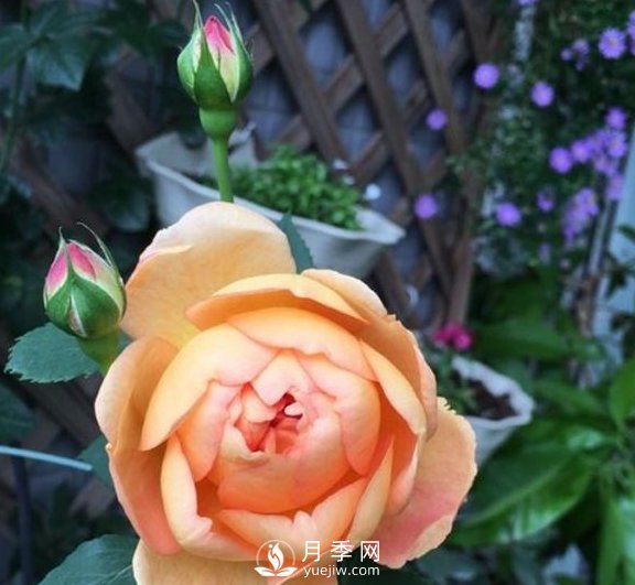春季，送您3個(gè)養(yǎng)月季小竅門，讓月季枝粗葉壯(圖3)