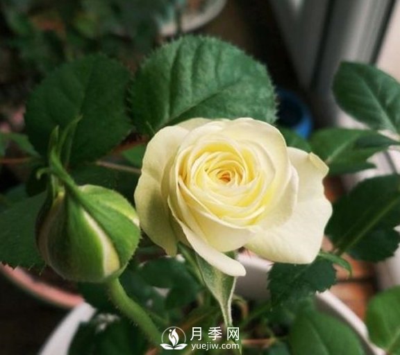 春季，送您3個(gè)養(yǎng)月季小竅門，讓月季枝粗葉壯(圖2)