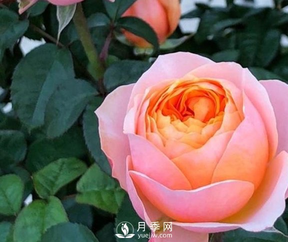 春季，送您3個(gè)養(yǎng)月季小竅門，讓月季枝粗葉壯(圖1)