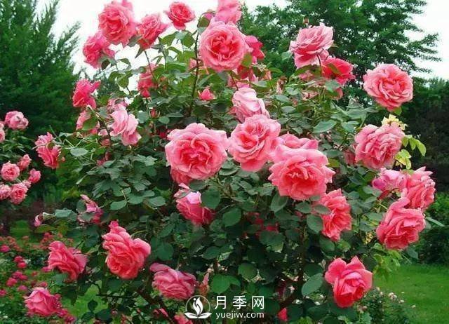 新手和懶人首選的三種月季品種，還自帶體香開花不斷(圖1)