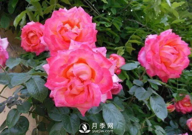 新手和懶人首選的三種月季品種，還自帶體香開花不斷(圖5)