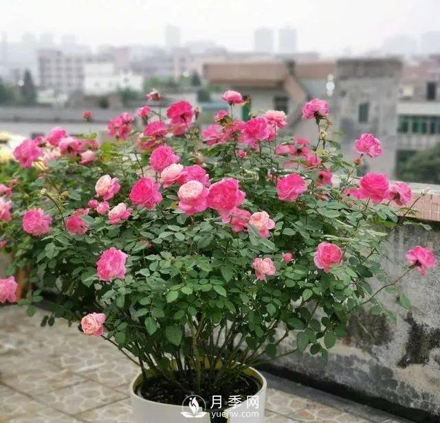 養(yǎng)月季千萬別犯這4個“錯誤”，月季花開美如艷(圖1)