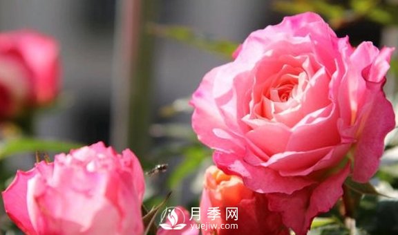 養(yǎng)月季，注意施肥姿勢不對，月季不開花，力氣還白費！(圖3)