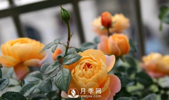 養(yǎng)月季，注意施肥姿勢不對，月季不開花，力氣還白費！(圖4)