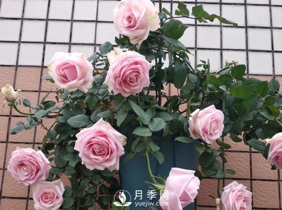 養(yǎng)月季，注意施肥姿勢不對，月季不開花，力氣還白費！(圖1)