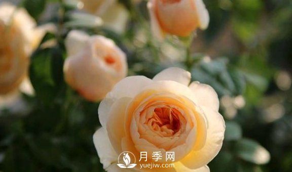 養(yǎng)月季，注意施肥姿勢不對，月季不開花，力氣還白費！(圖2)