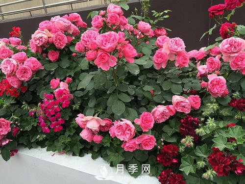 月季十死九個(gè)澇，月季澆水的詳細(xì)教程！(圖2)