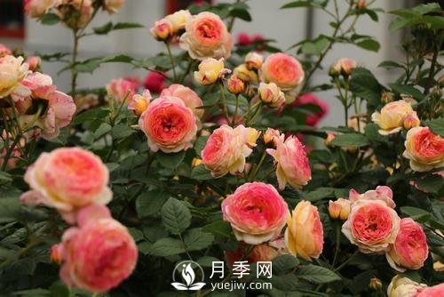月季十死九個(gè)澇，月季澆水的詳細(xì)教程！(圖1)