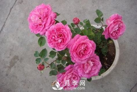 月季十死九個(gè)澇，月季澆水的詳細(xì)教程！(圖3)