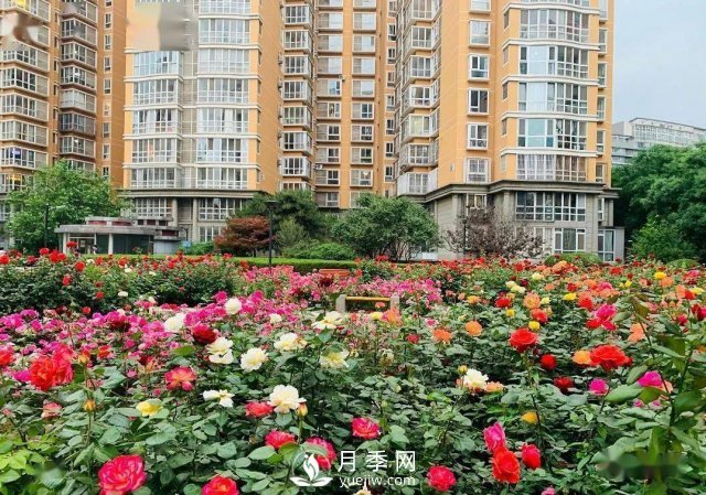 月季在房地產小區(qū)綠化中的運用展示(圖2)