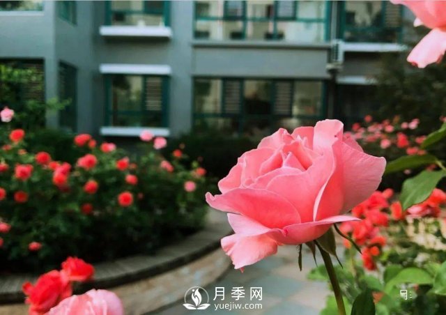 月季在房地產小區(qū)綠化中的運用展示(圖5)