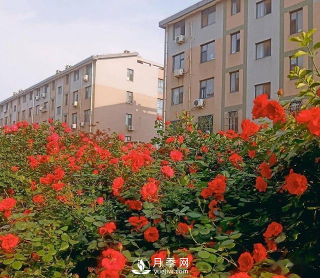 月季在房地產小區(qū)綠化中的運用展示(圖3)