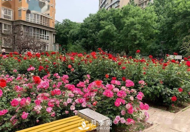 月季在房地產小區(qū)綠化中的運用展示(圖4)
